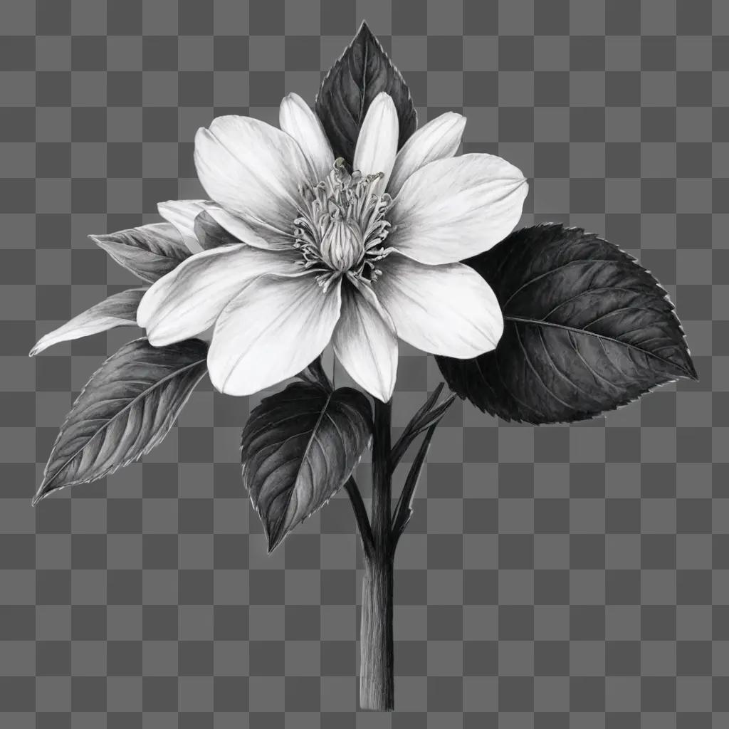 Pencil flower drawing on a gray background