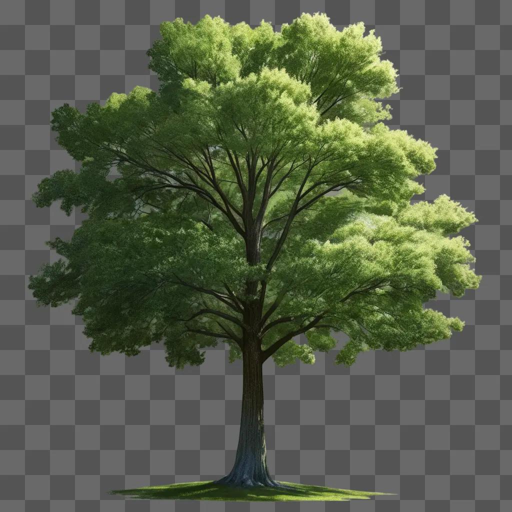 Picture of a tree with a green shadow on the ground