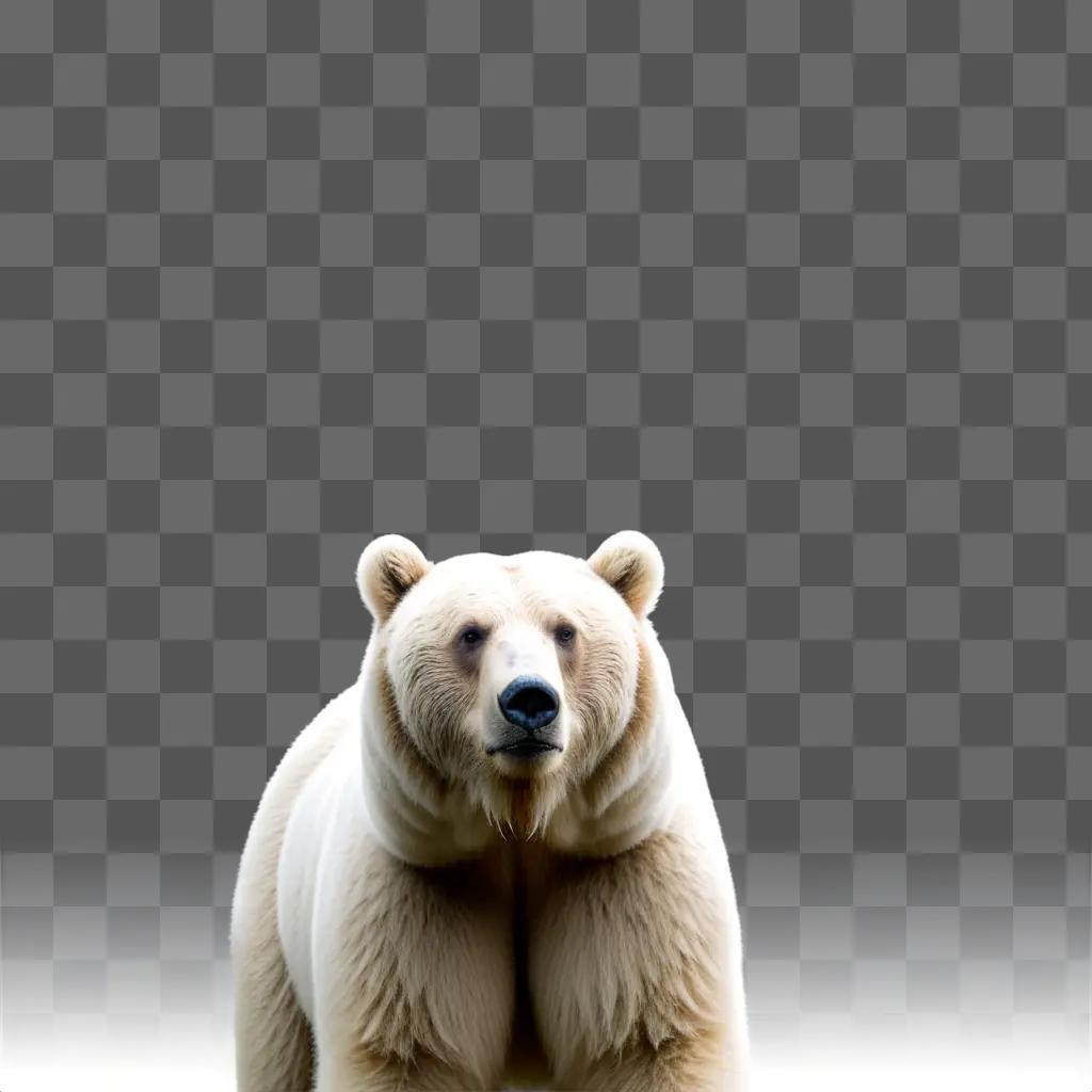 Polar bear with a white face and a black nose