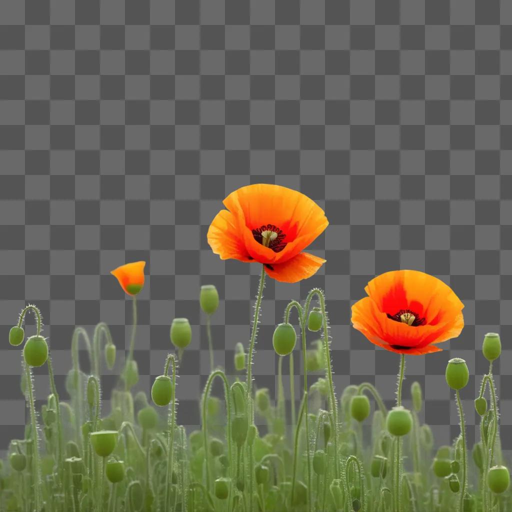 Poppy flowers in a yellow field with green leaves