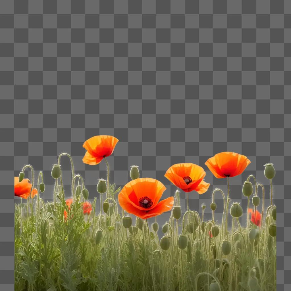 Poppy flowers in the sun on a brown background