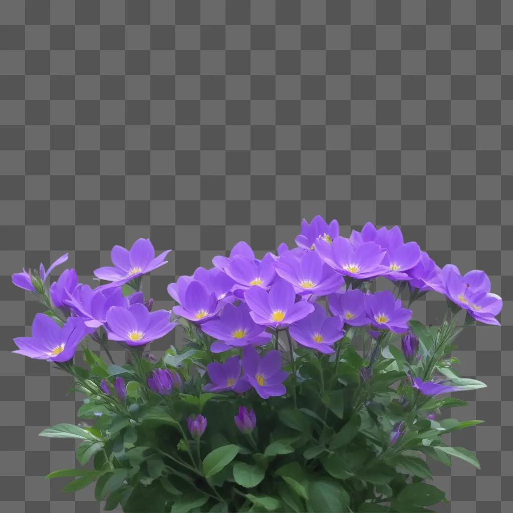 Purple flowers bloom in a dark background