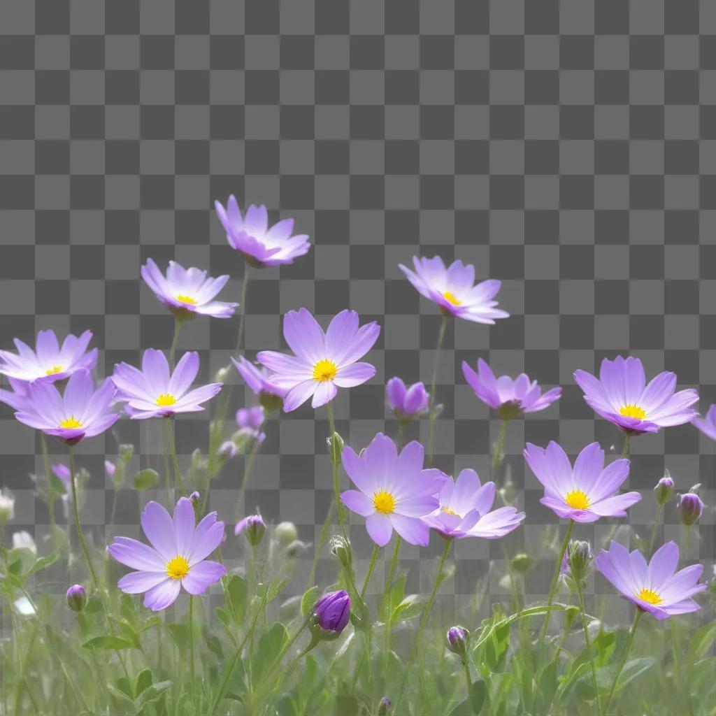 Purple flowers blooming in a field with pink background