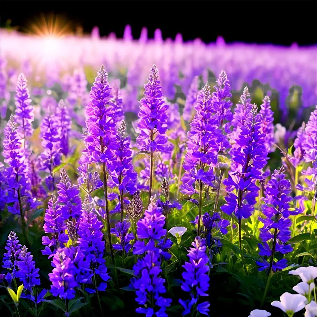 Purple flowers in a field with sunlight