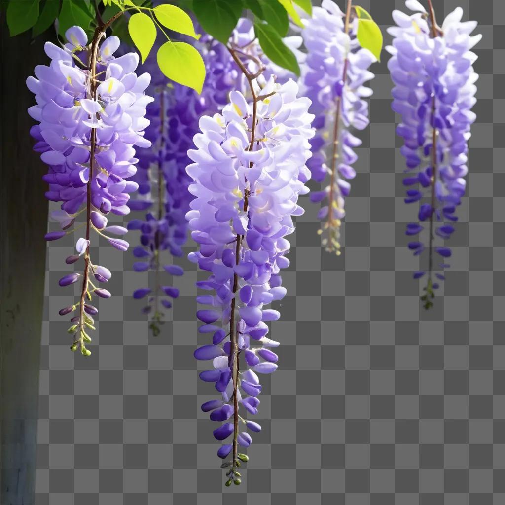 Purple wisteria hanging from tree branches