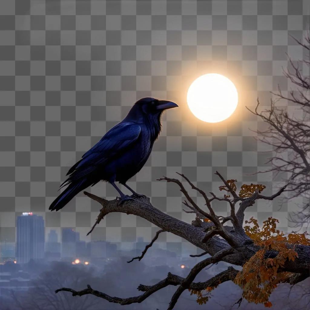 Raven perches on a branch at sunset