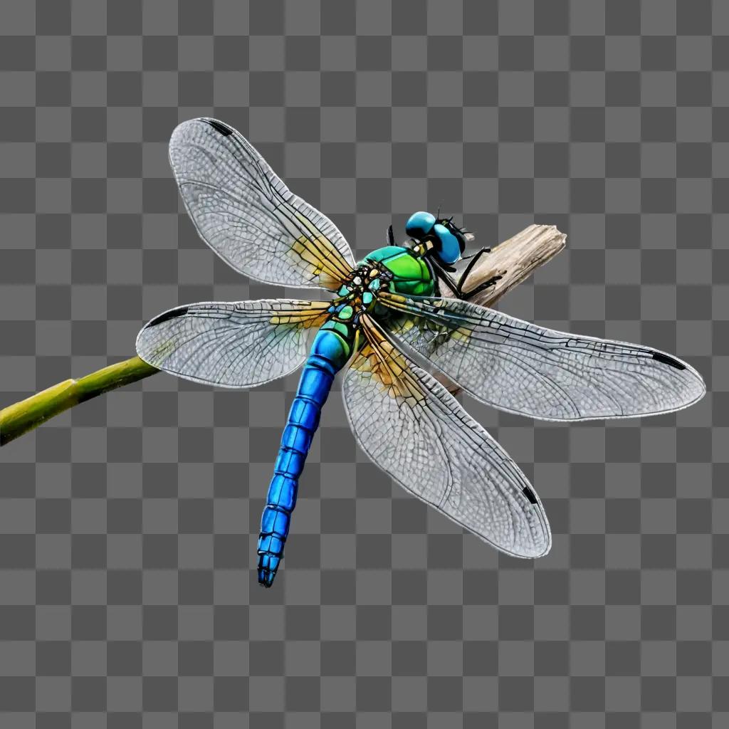 Realistic dragonfly drawing with blue wings