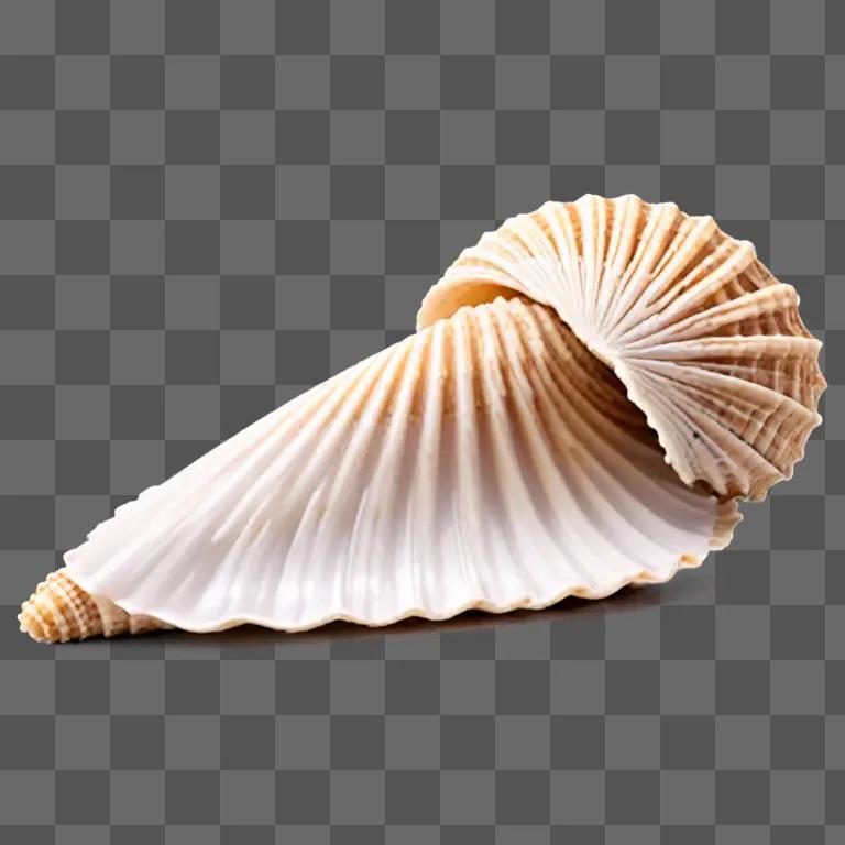 上部に曲線を描く貝殻
