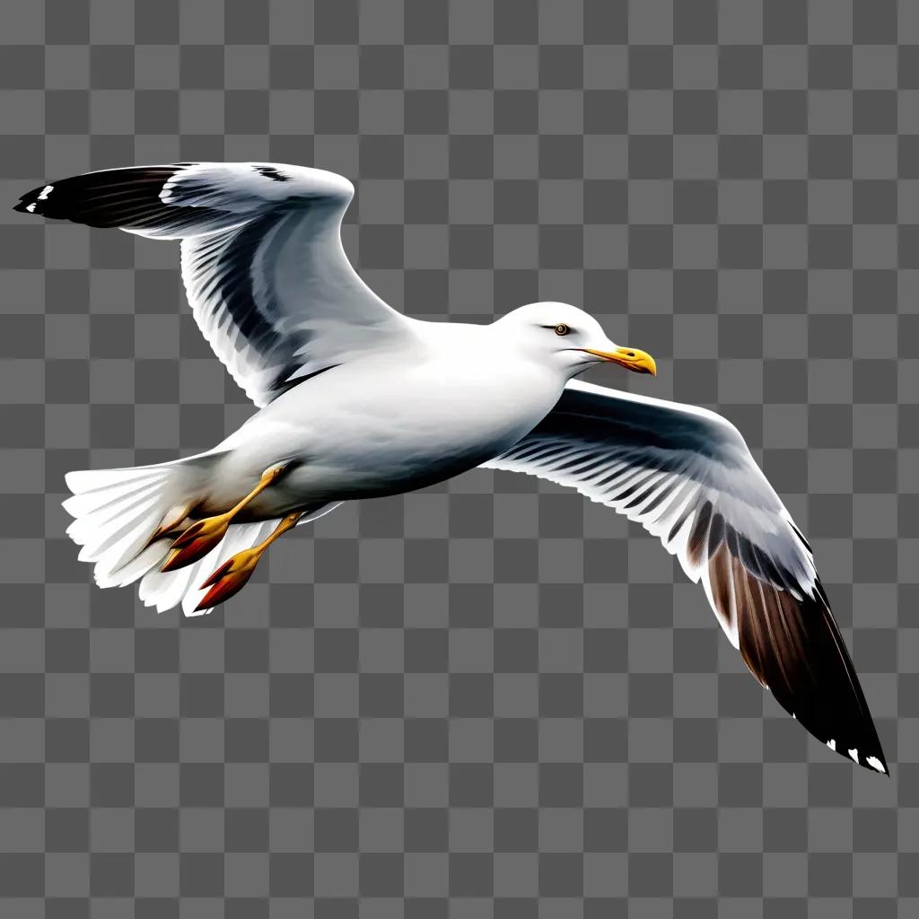 Seagull flying with open wings against a white background
