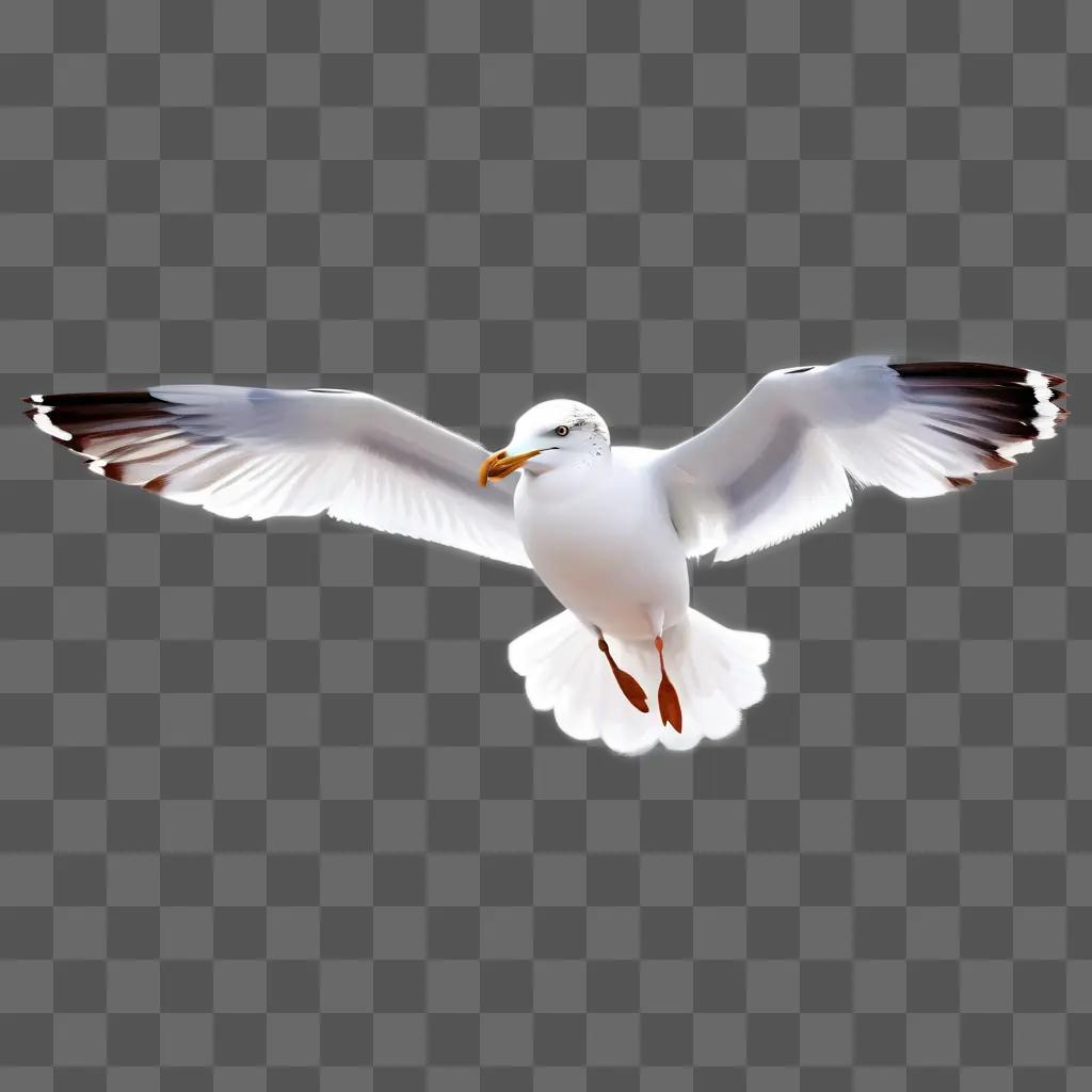 Seagull with open wings and bright light on background