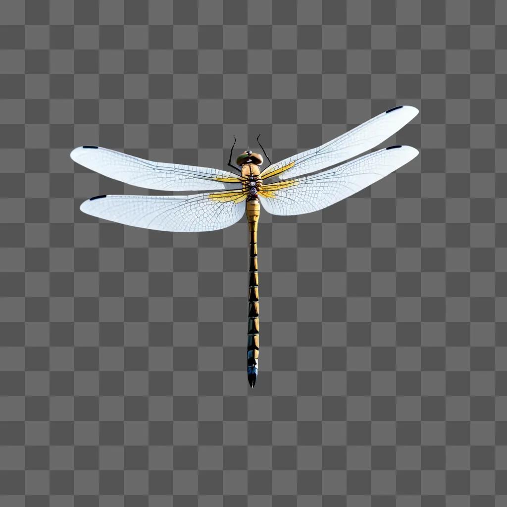 Simple dragonfly drawing against white background