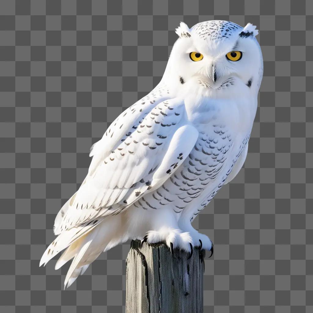 Snow falcon on wooden post with yellow eyes