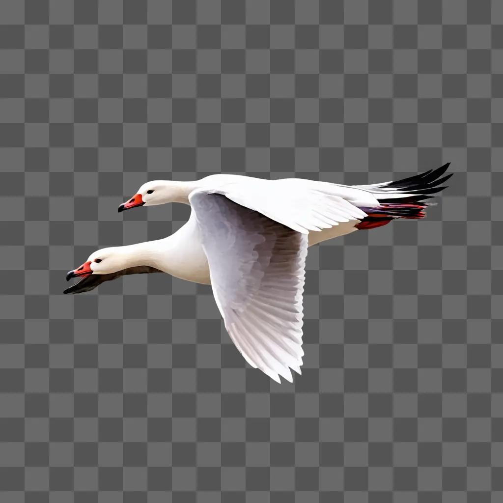 Snow goose mounts on a gray background