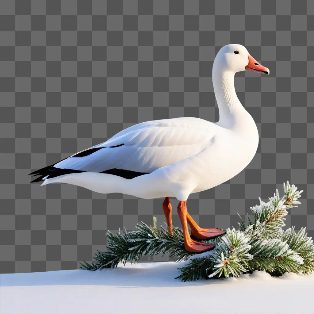 Snow goose on pine branch with snow on ground