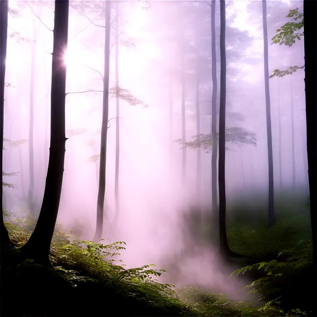 Steam rises from the trees in the forest