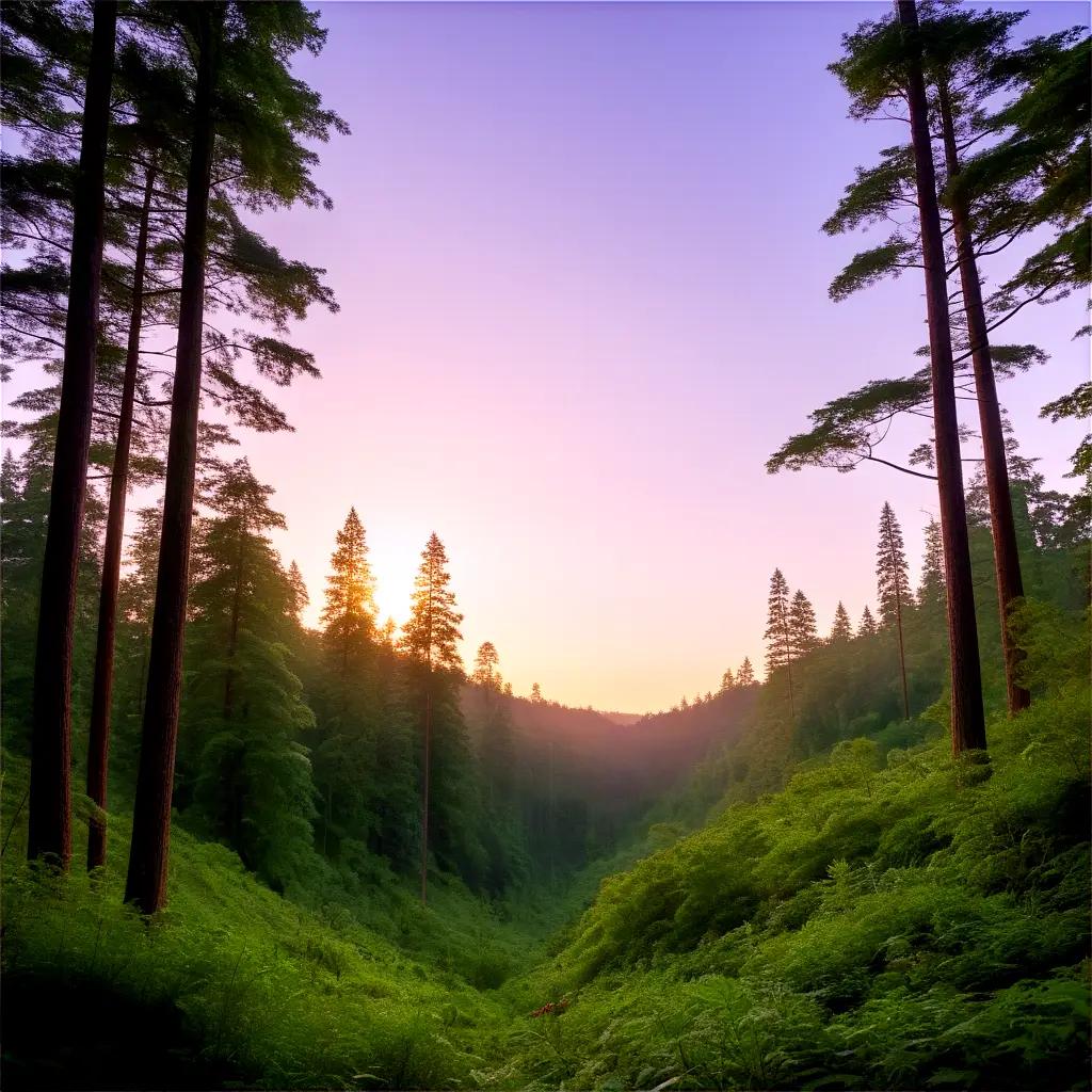 Sun sets behind a forest of pine trees