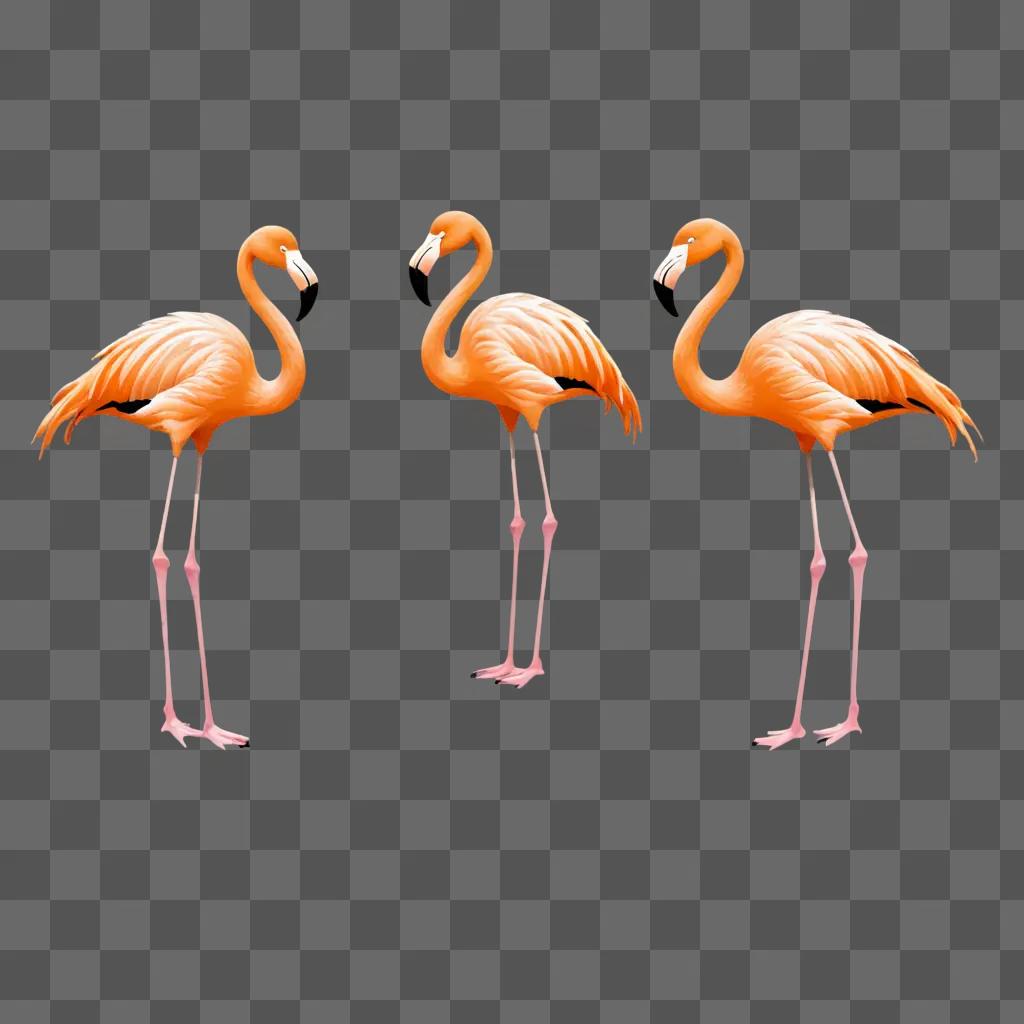 Three flamingos in a pink background