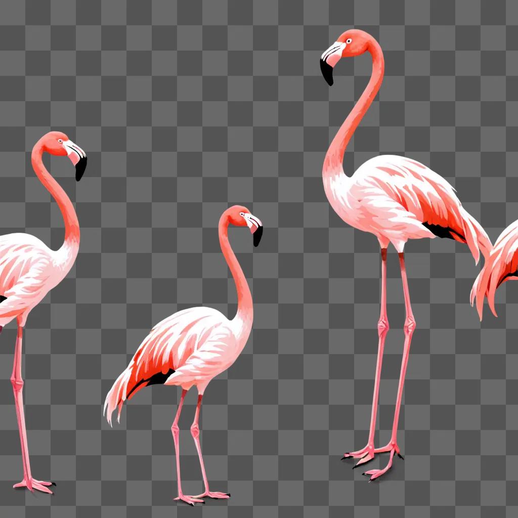 Three flamingos stand in a pink background