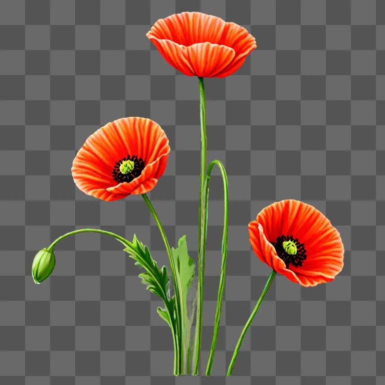 Three poppy flowers in a vibrant drawing