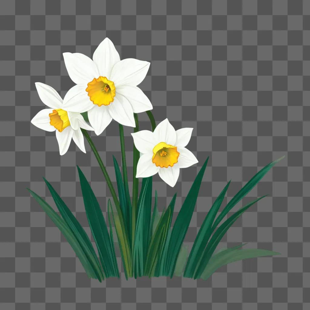 Three white daffodils against a green background