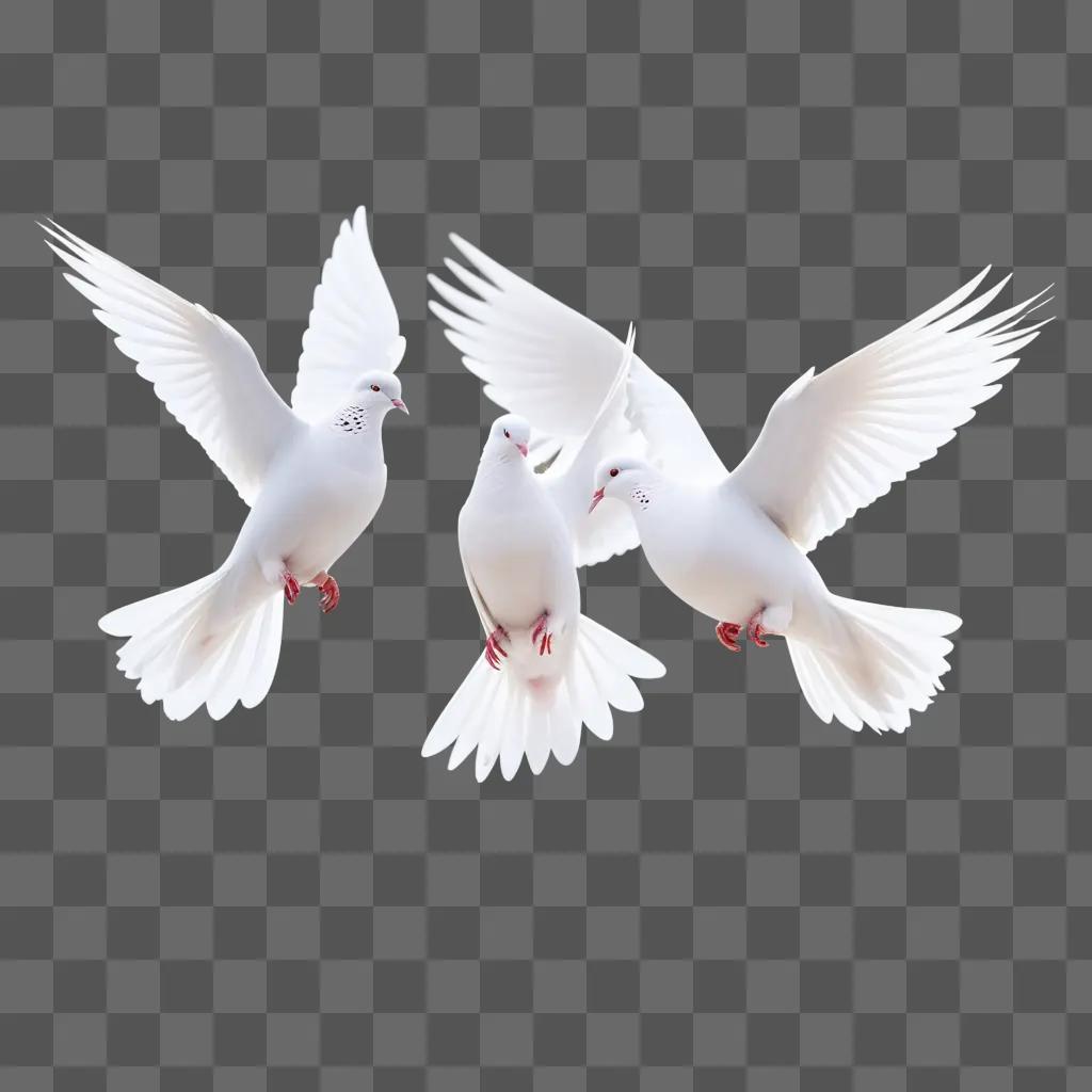 Three white doves fly in the air