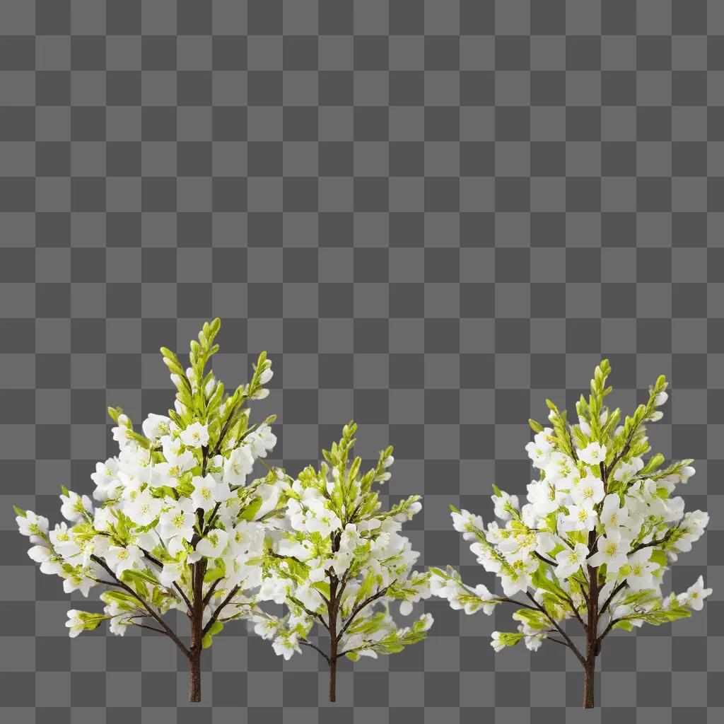 Three white flowers blooming on green background