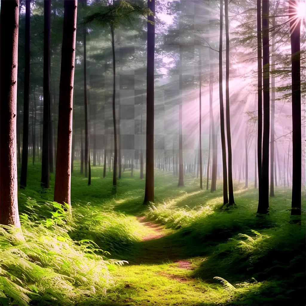 Transparent Forest: A Path through a Sunlit Wood