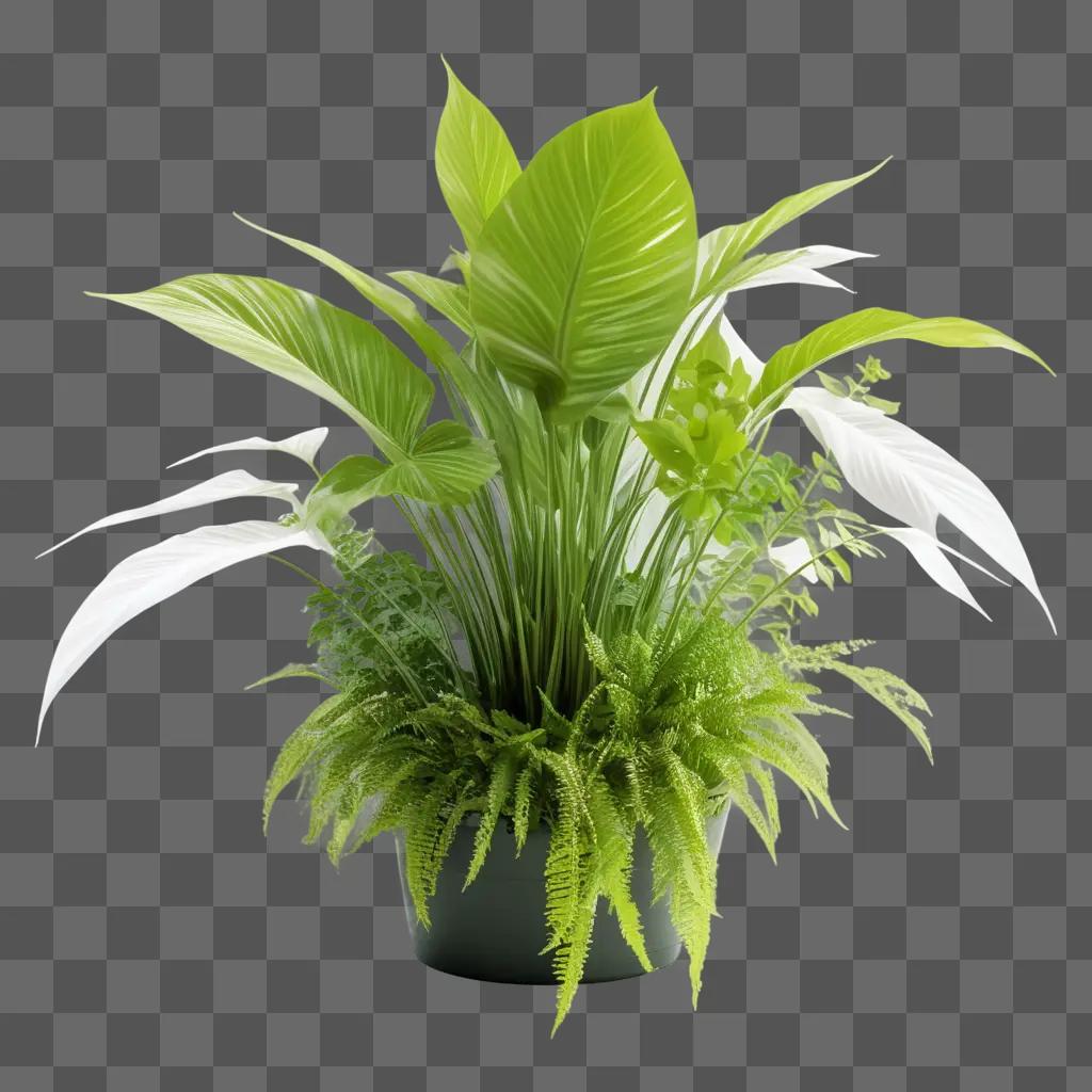 Transparent plant in a pot against a green background