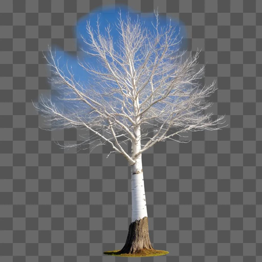 Transparent tree with no leaves