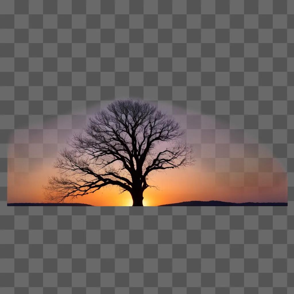 Tree silhouette in the sky at sunset