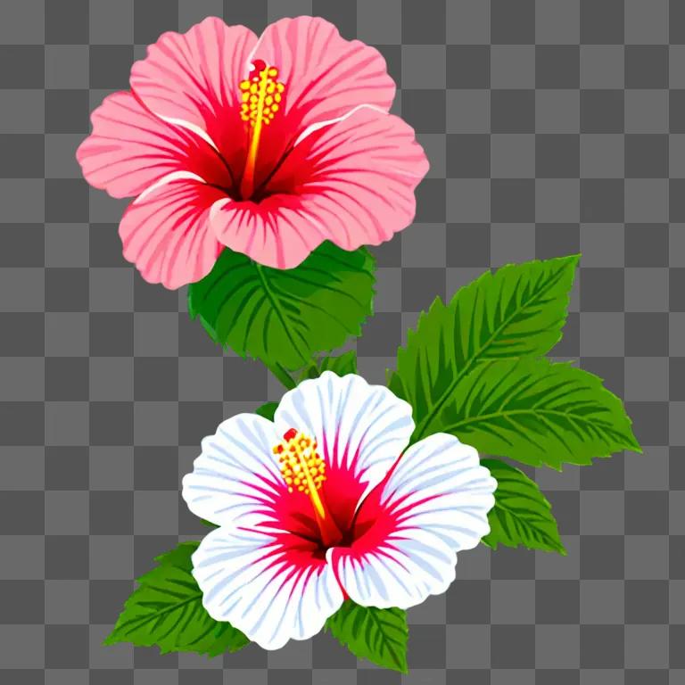 Two Hibiscus Flowers with Green Leaves