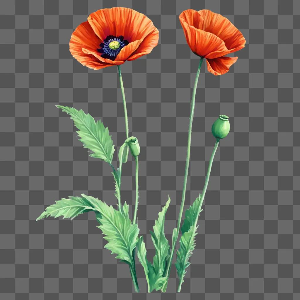 Two poppy flowers on a green background