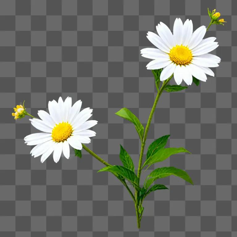 Two white daisies in green background