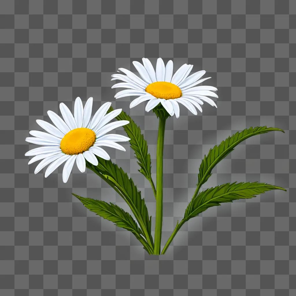 Two white daisy flowers on a green background