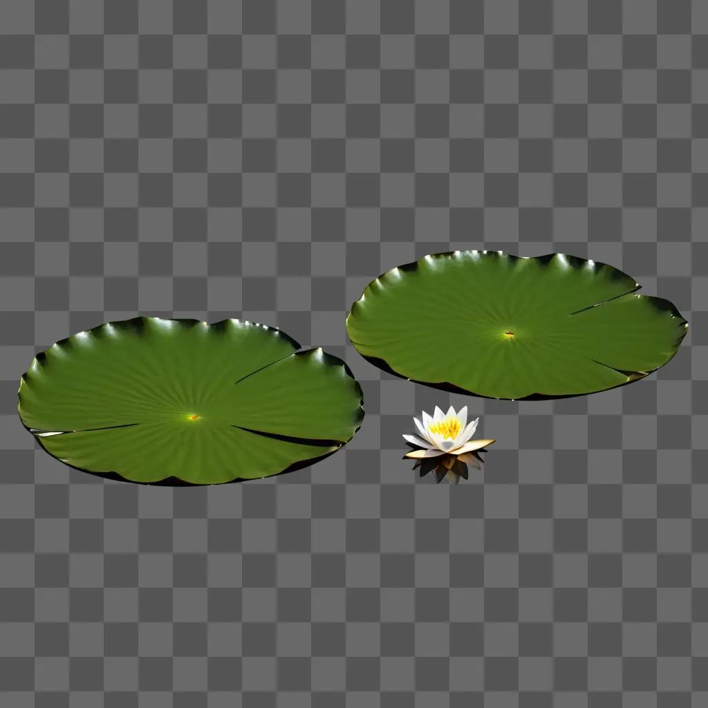 Water lily floating on green pond water