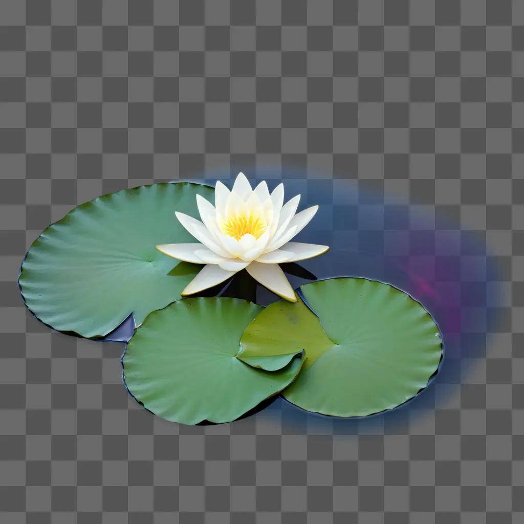 Water lily floats in a pond with green leaves