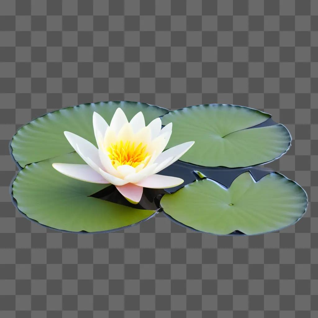 Water lily in the pond with green leaves