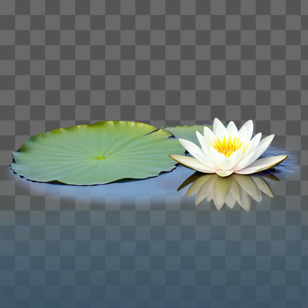 Water lily with reflection on a pond