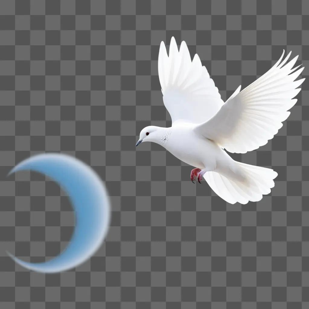 White bird flying through a transparent sky