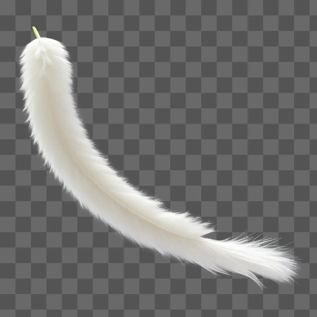 White cat tail feather on white background