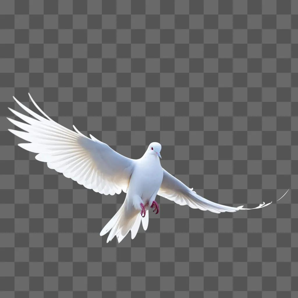 White dove with red feet spreads its wings