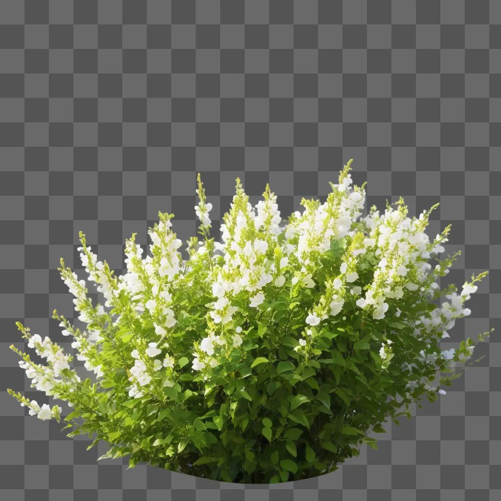 White flowers bloom on a green bush