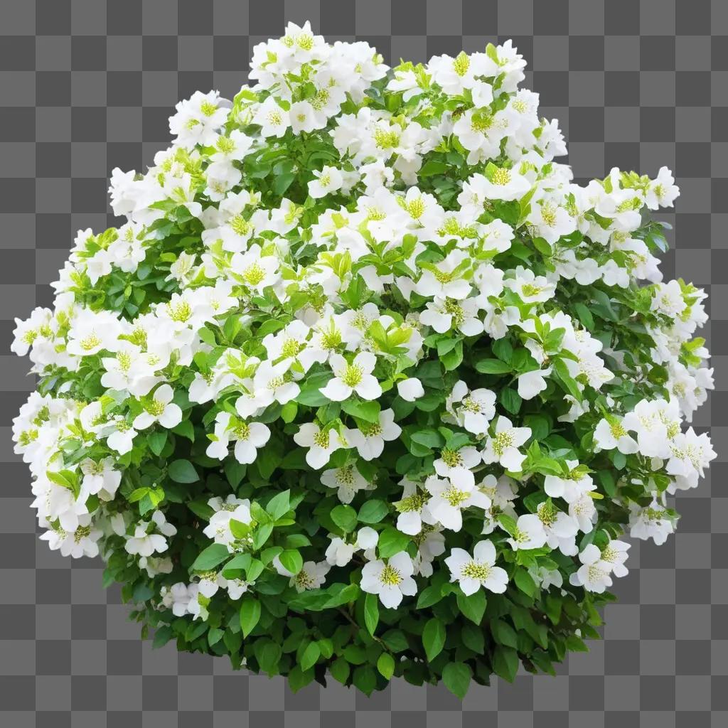 White flowers on a bush in the sun