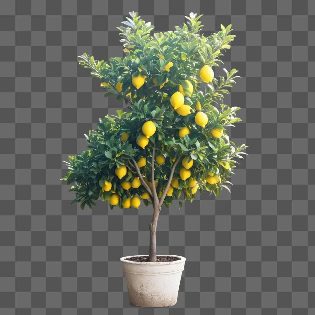 a lemon tree with a white pot on a green wall