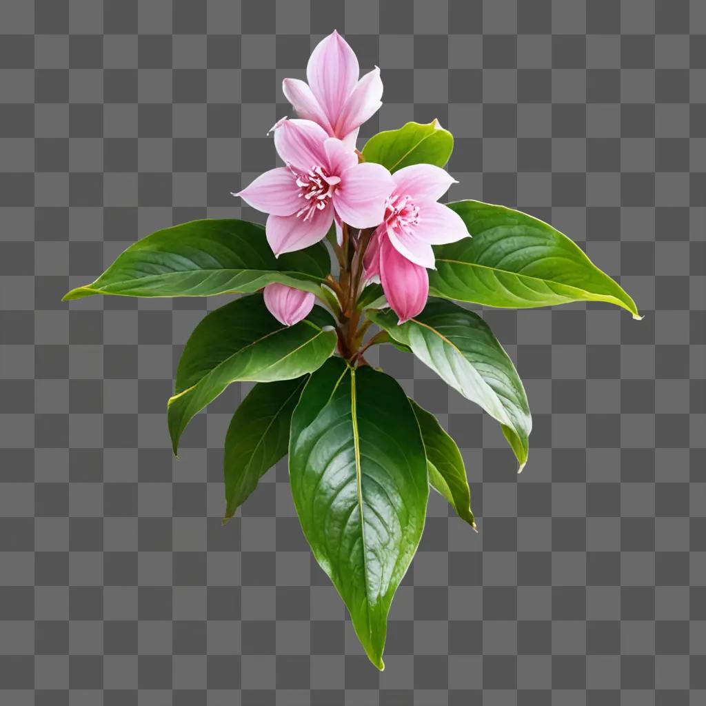 a medinilla apoensis flower with a green background