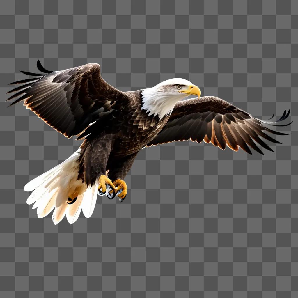 bald eagle is flying with a transparent background