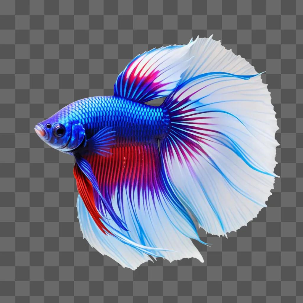 betta fish with red fins and blue tail