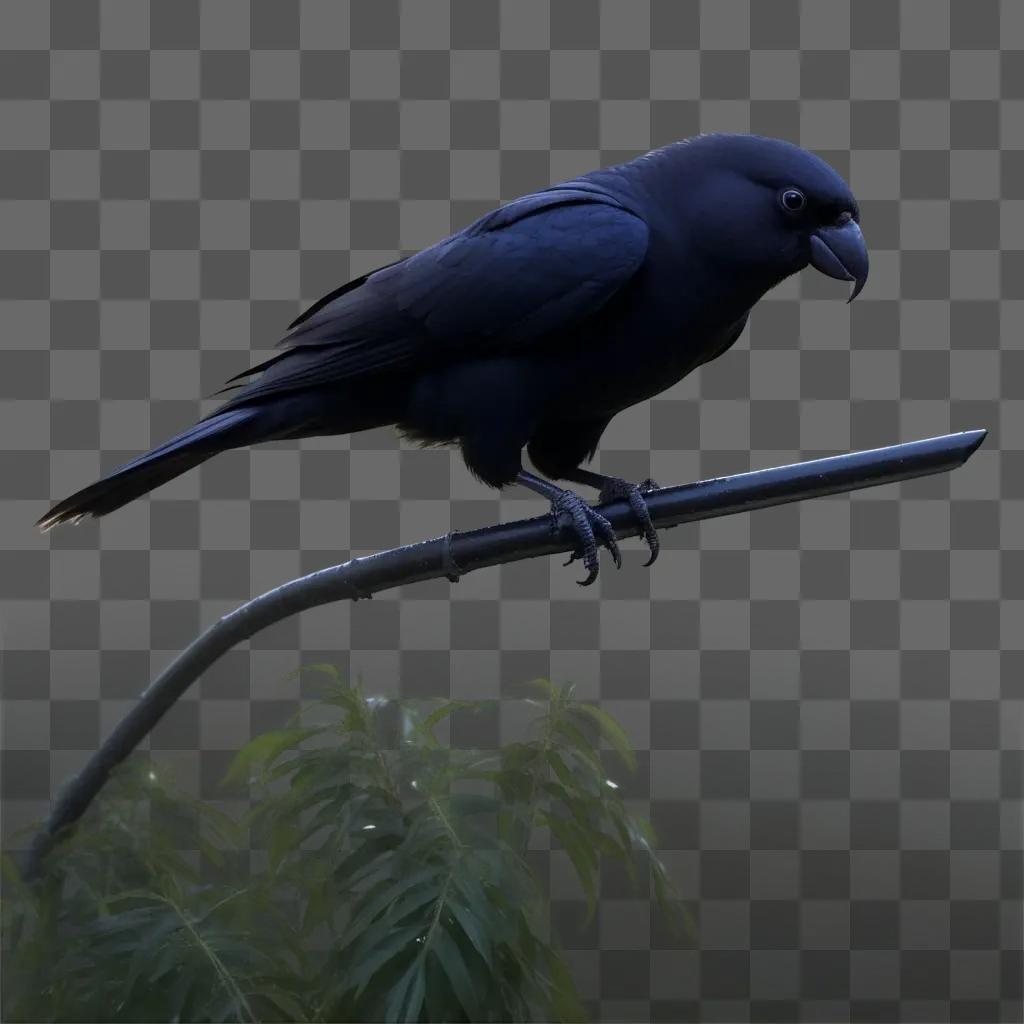 black bird perches on a plant stem