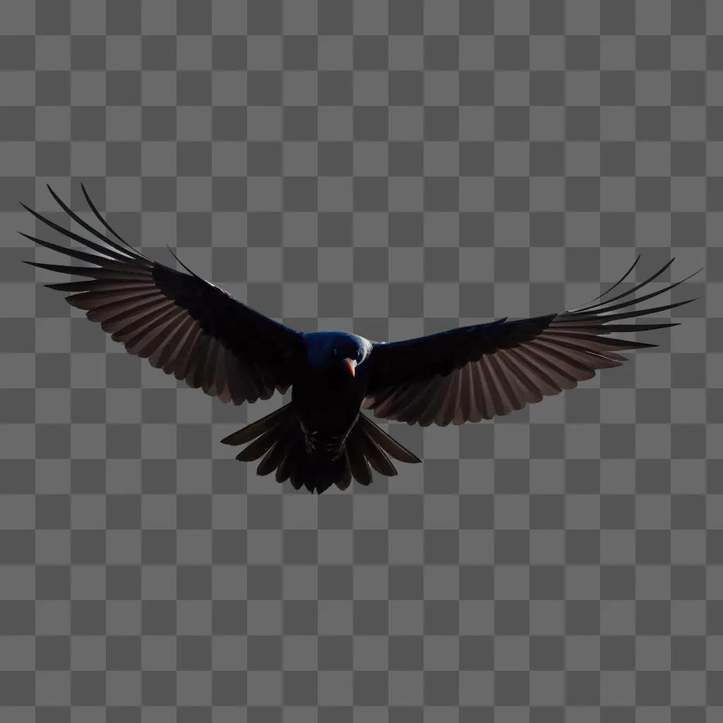 black bird with wide wings is flying