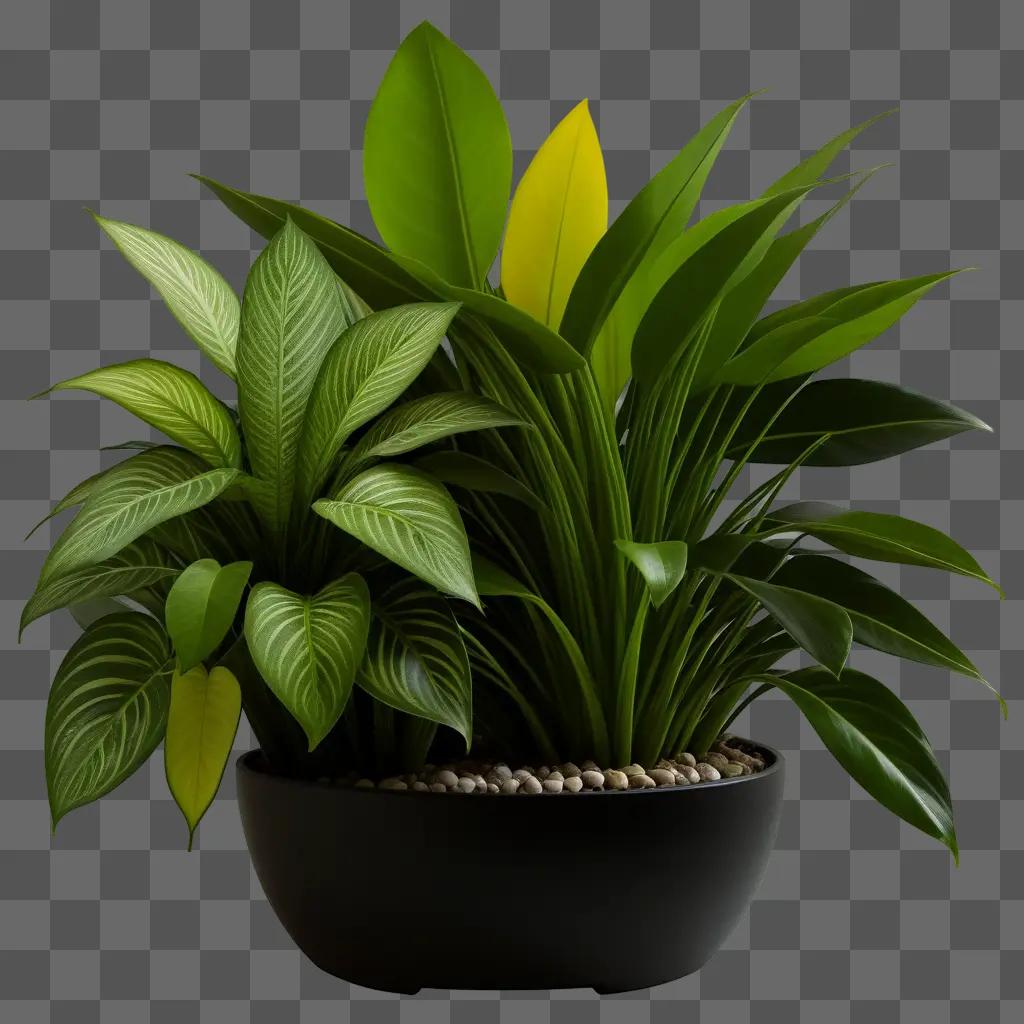 black pot holds a plant with a green and yellow leaf